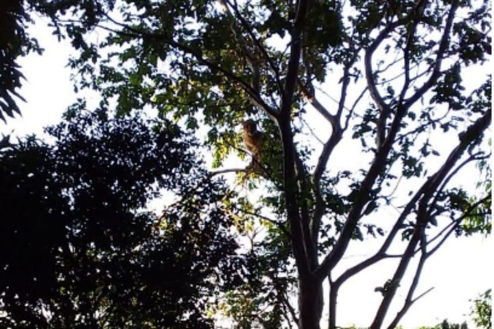 morador-de-ipora-flagra-onca-em-arvore-no-quintal-de-casa