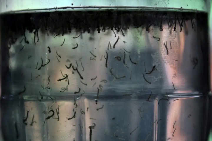 criancas-de-ate-5-anos-sao-as-que-mais-morrem-de-dengue,-aponta-pesquisa