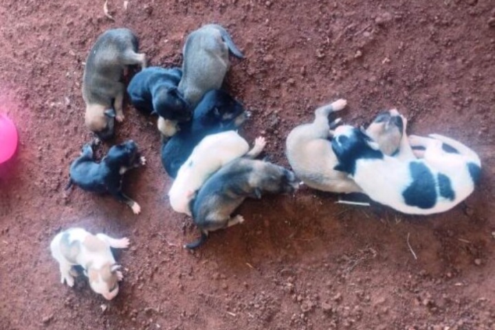 produtor-rural-encontra-saco-com-11-filhotes-de-cachorros-abandonados,-em-rancho-alegre