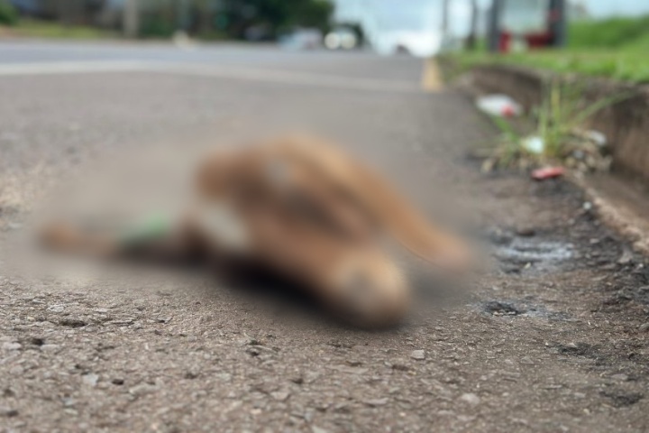 cabeca-de-bode-e-encontrada-em-via-publica;-prefeitura-foi-chamada-para-fazer-a-remocao