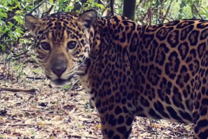 cameras-registram-filhote-de-onca-no-parque-nacional-do-iguacu