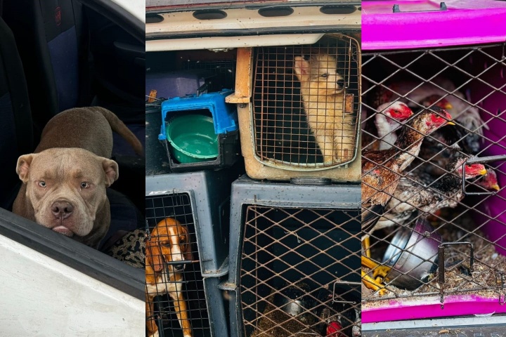 pre-resgata-12-caes-e-5-aves-transportados-irregularmente-na-pr-317