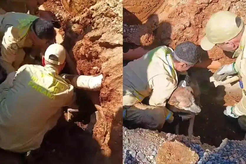cao-passa-24-horas-preso-em-tubulacao-e-e-resgatado-pelos-bombeiros
