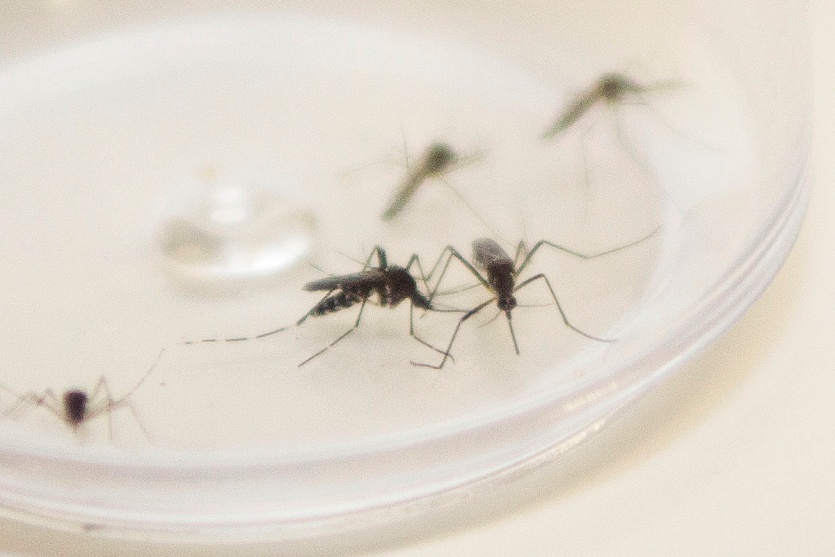 12a-regional-de-saude-encerra-ano-epidemiologico-com-23.443-casos-de-dengue