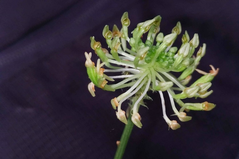 orquidea-paranaense-recem-descoberta-por-pesquisadores-corre-risco-de-extincao