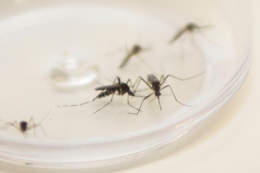12a-regional-de-saude-de-umuarama-soma-47-casos-confirmados-de-dengue