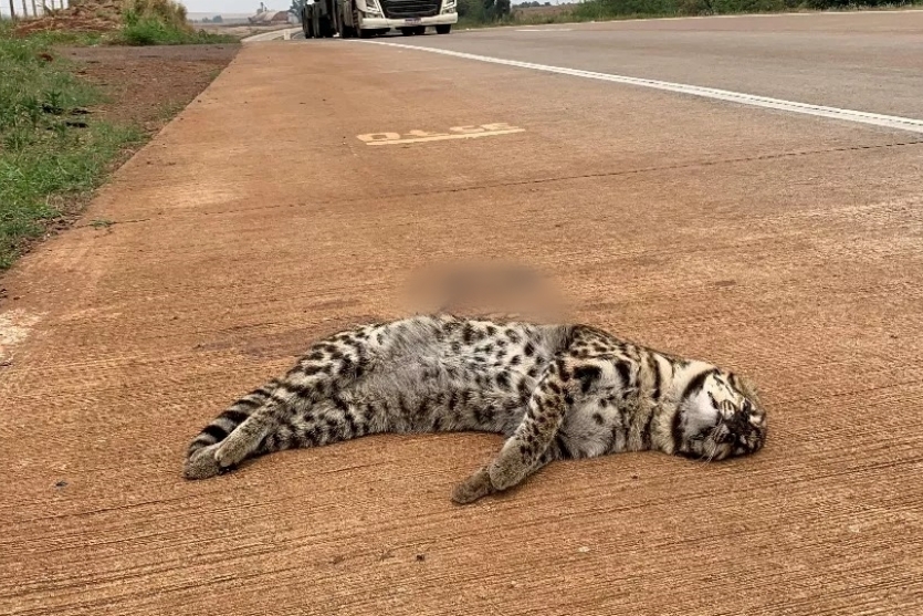 jaguatirica-e-encontrada-morta-no-acostamento-da-br-163,-no-parana