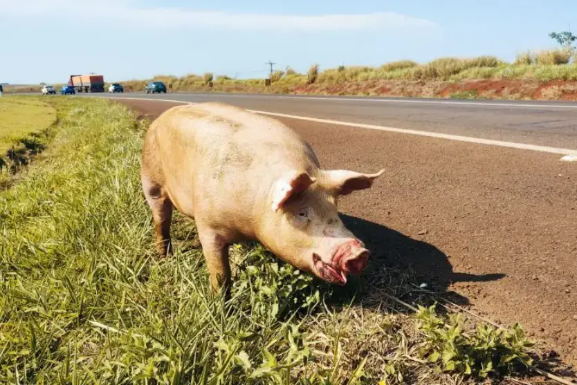 porco-que-provavelmente-caiu-de-caminhao-e-encontrado-perambulando-na-br-163