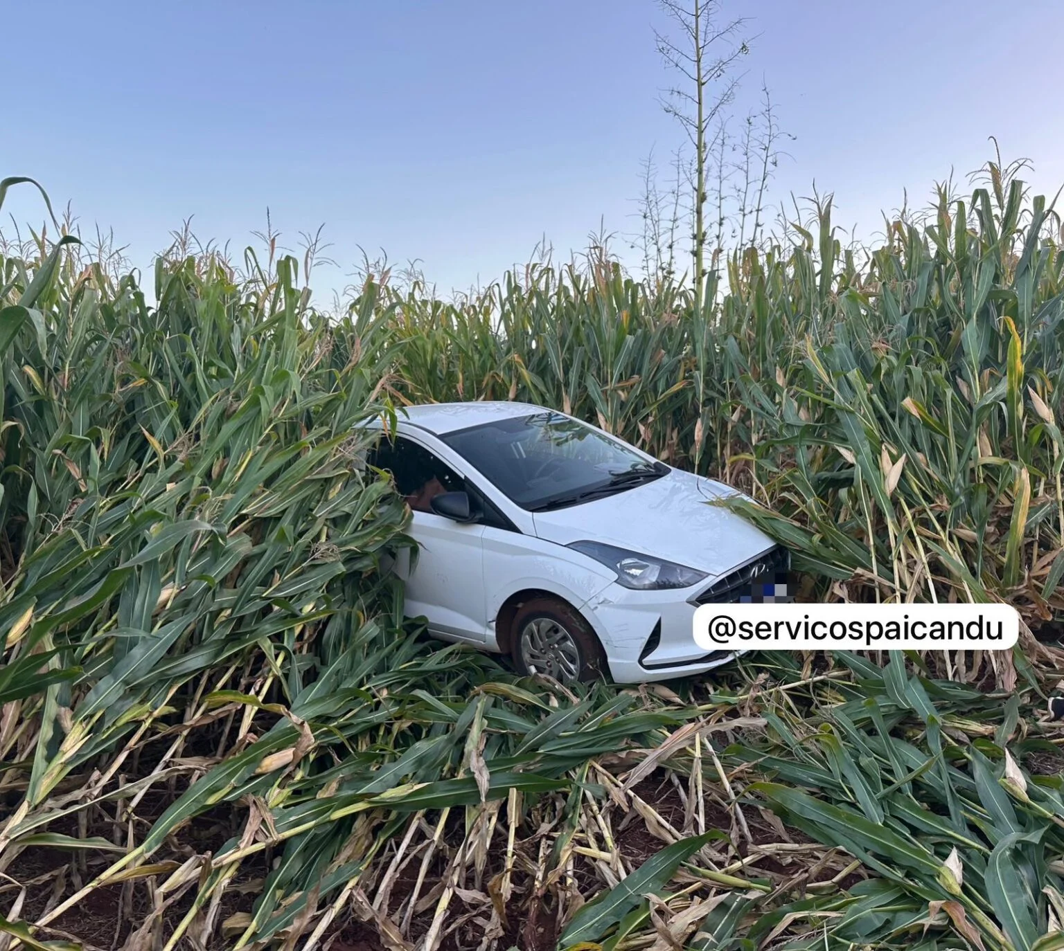 idosa-morre-apos-ser-atropelada,-acidentalmente,-pelo-proprio-companheiro-propriedade-rural