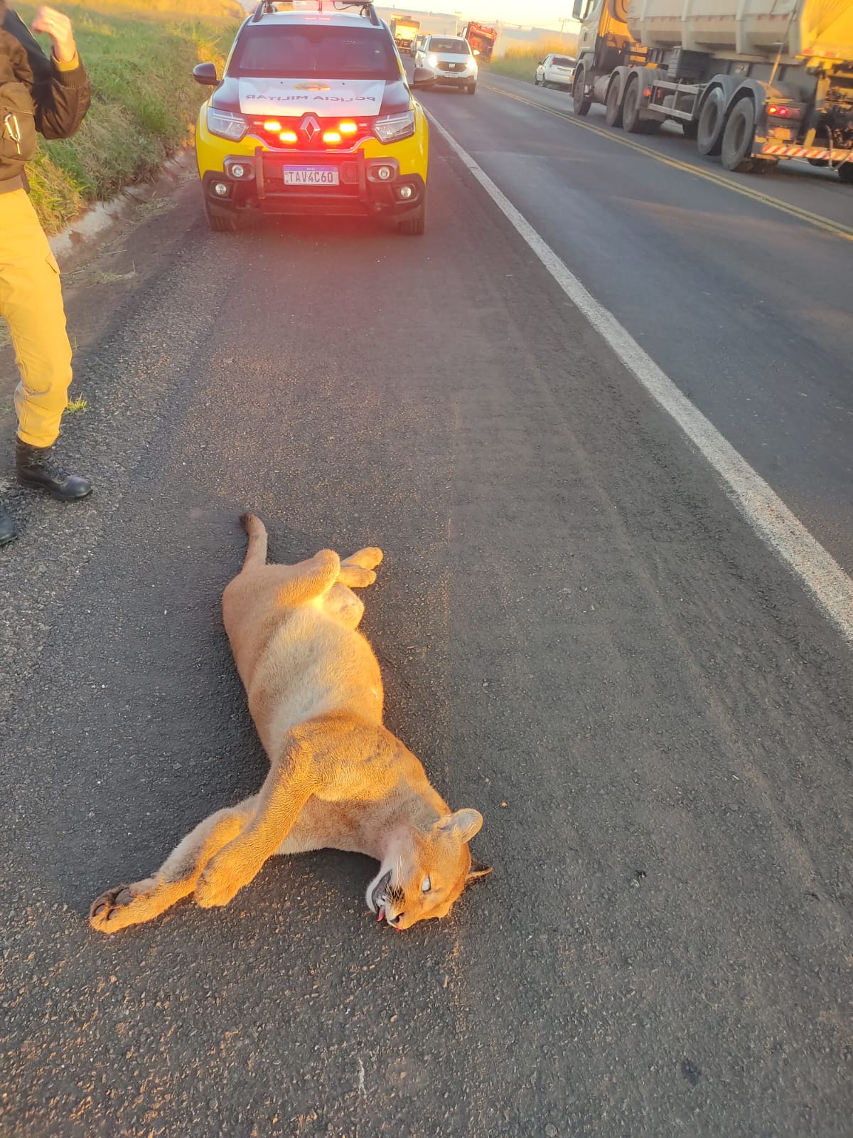 onca-parda-morre-apos-ser-atropelada-na-rodovia-br-376